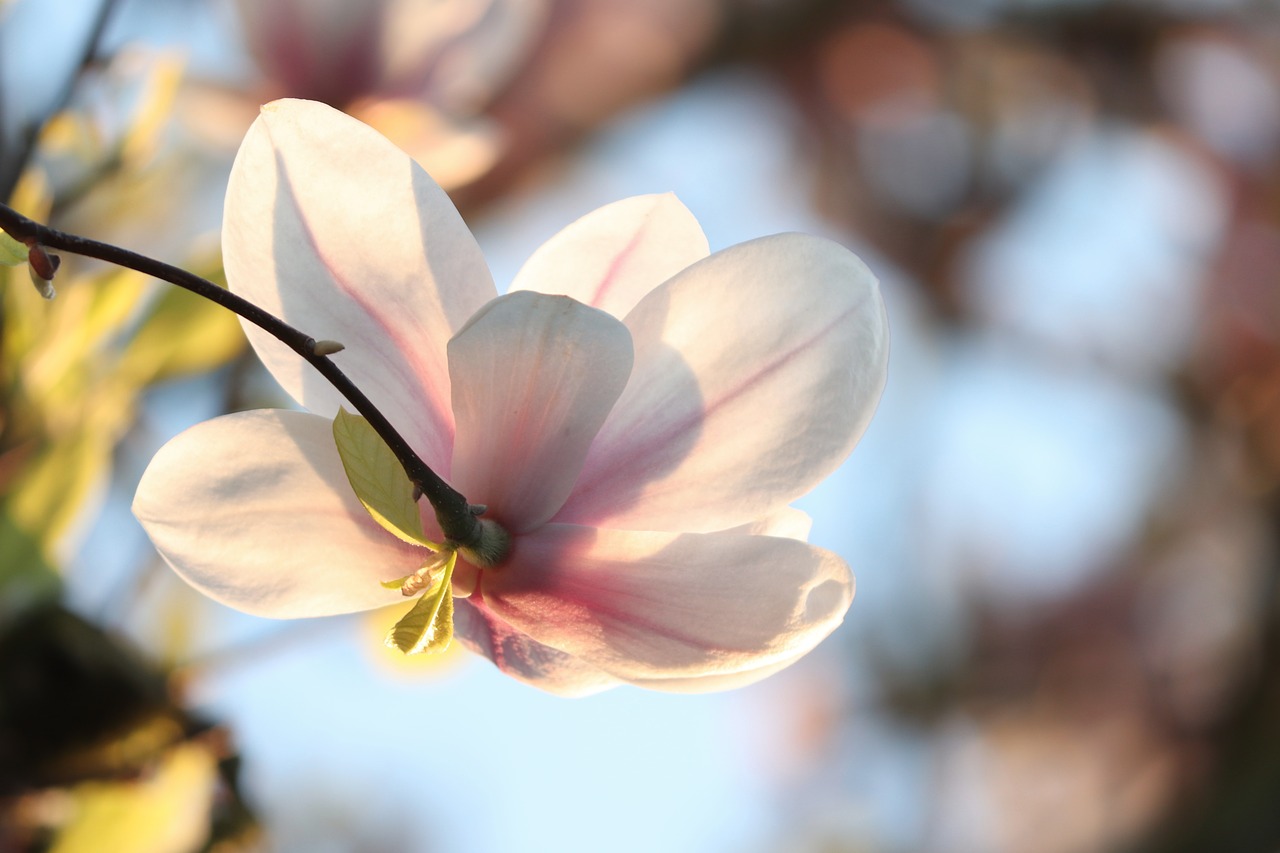 magnolia  magnolia blossom  detail free photo