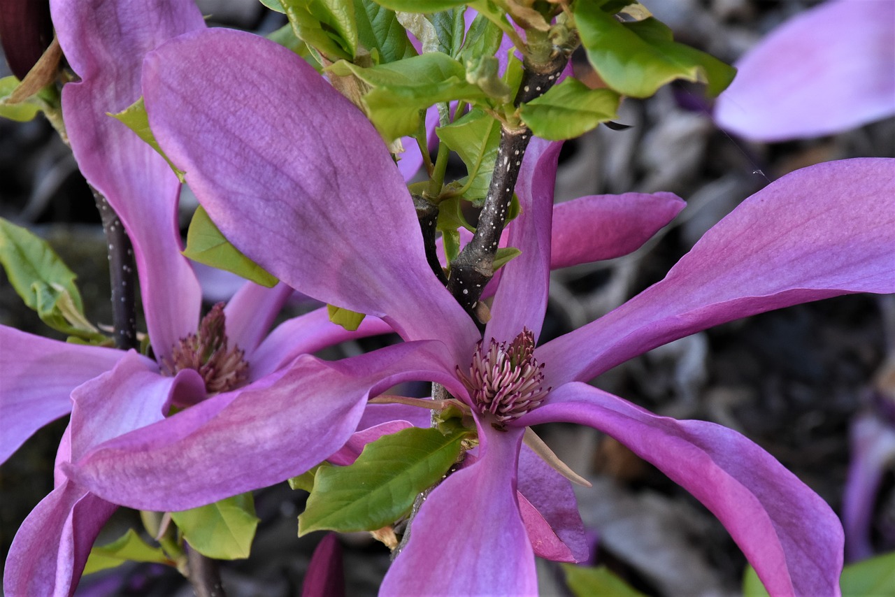 magnolia  blossom  bloom free photo