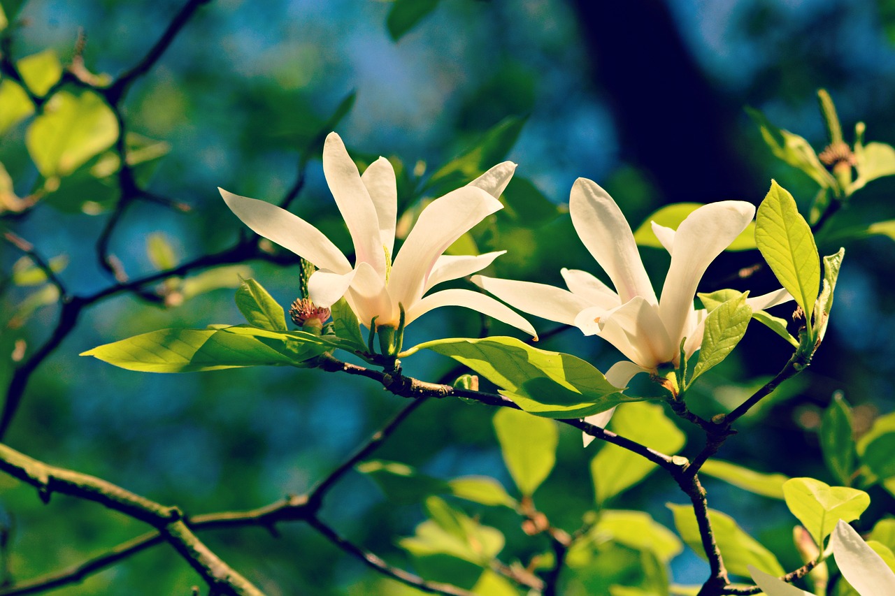 magnolia  flower  tree free photo