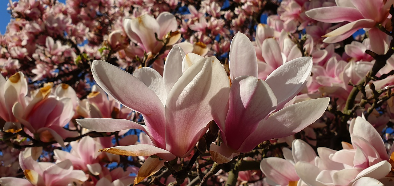 magnolia  magnolia flowers  blooming twig free photo