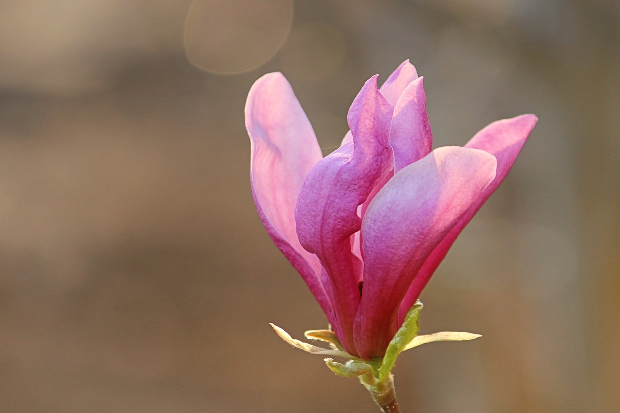 magnolia  blossom  bloom free photo