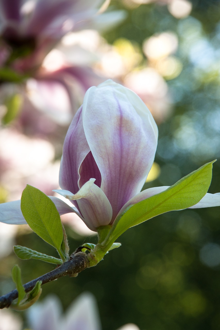 magnolia  branch  blossom free photo