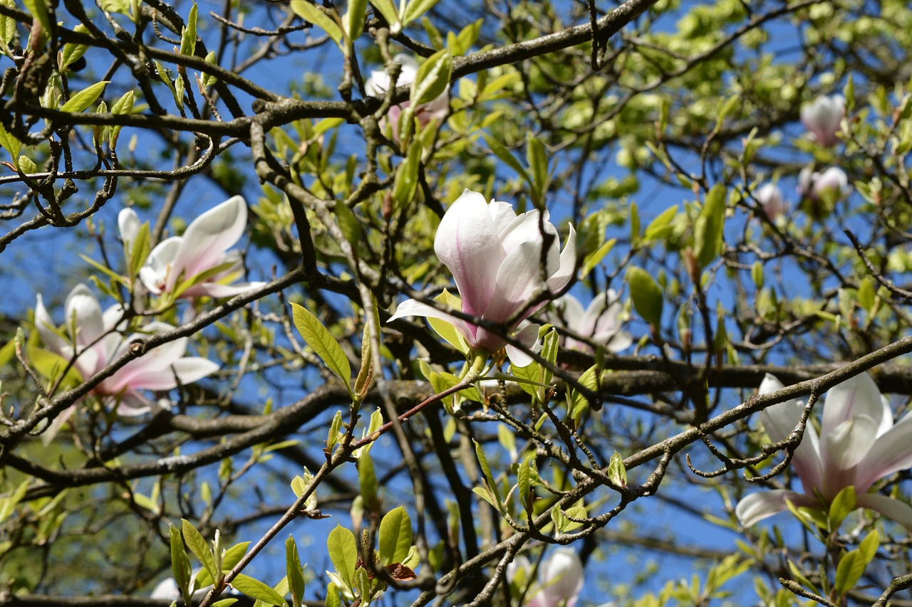 magnolia  blossom  bloom free photo