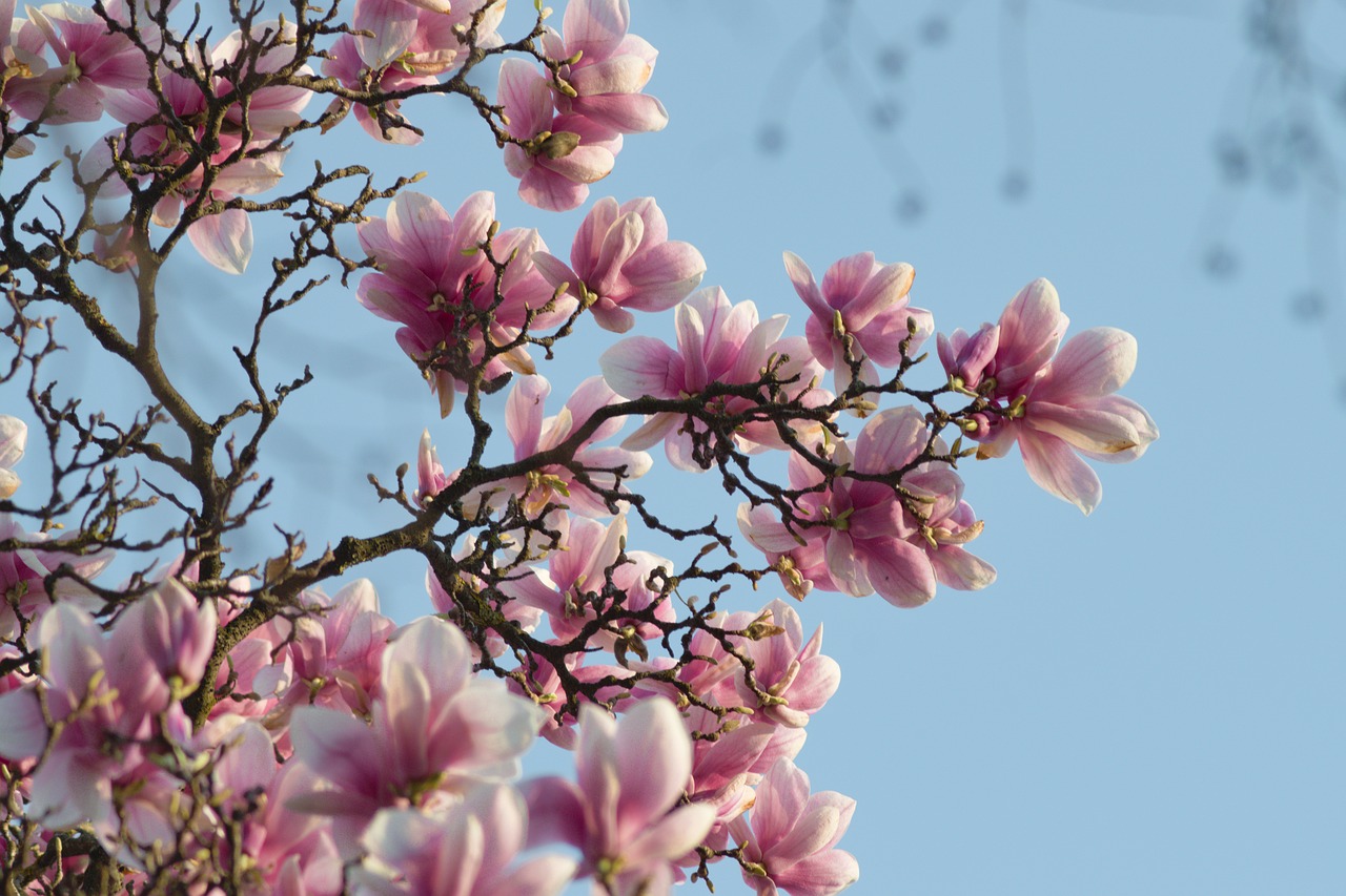 magnolia  flower  spring free photo