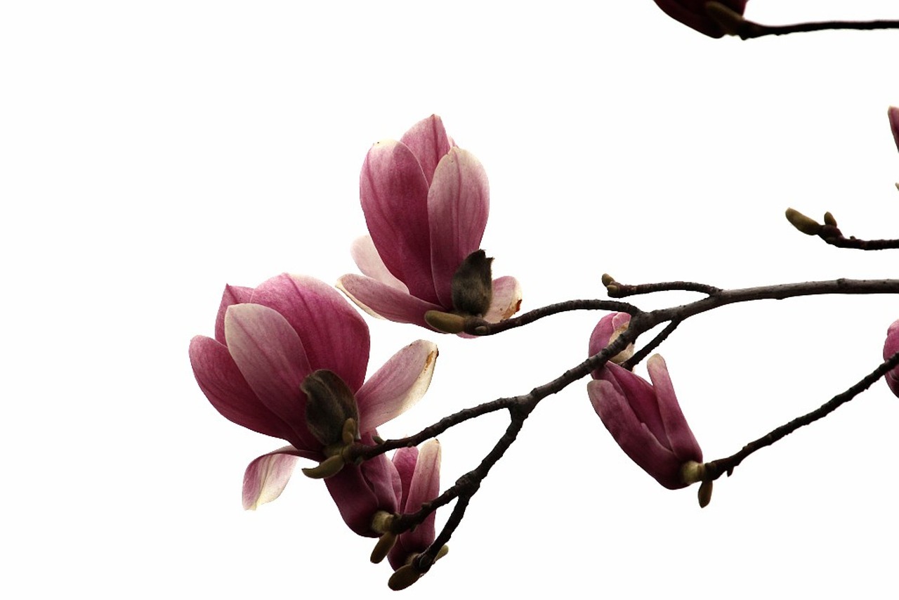 magnolia  flowers  pink free photo