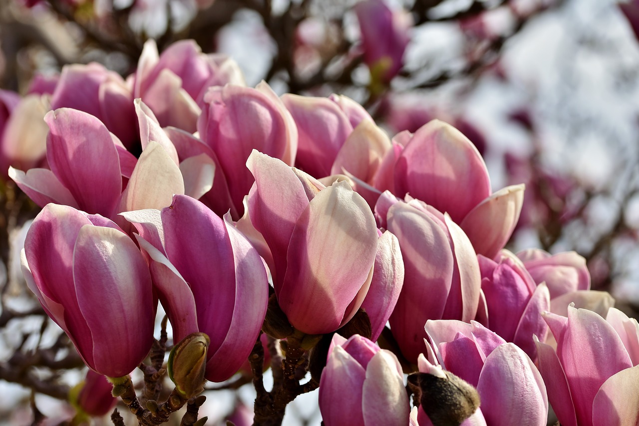 magnolia  magnolia tree  flowers free photo