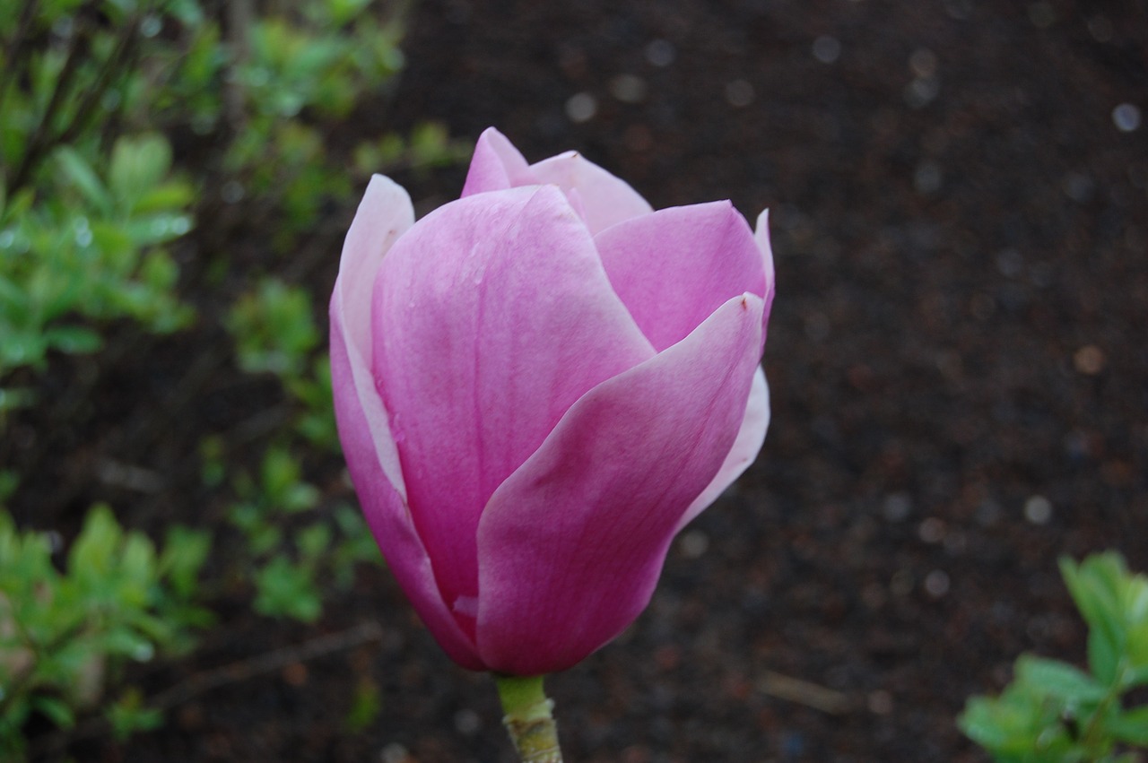 magnolia  flower  spring free photo