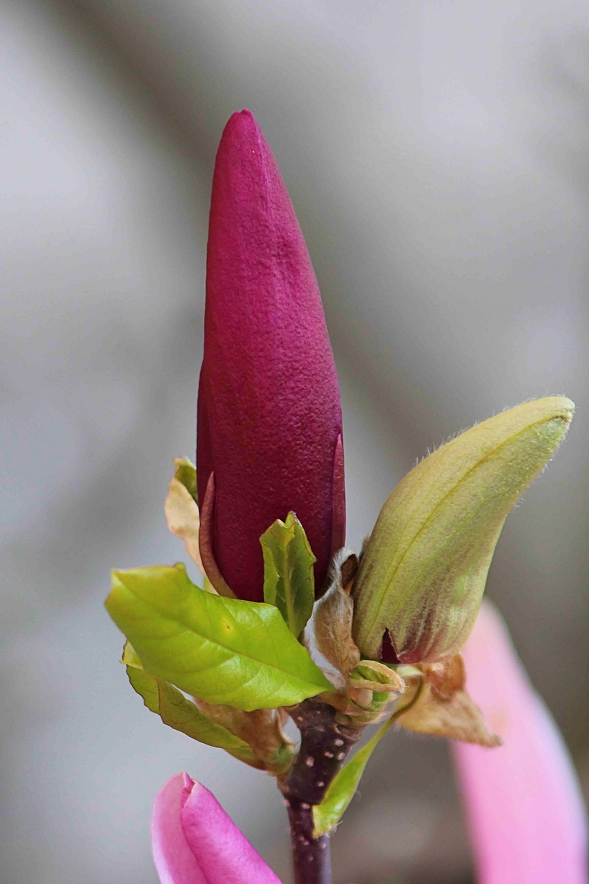 magnolia  blossom  bloom free photo