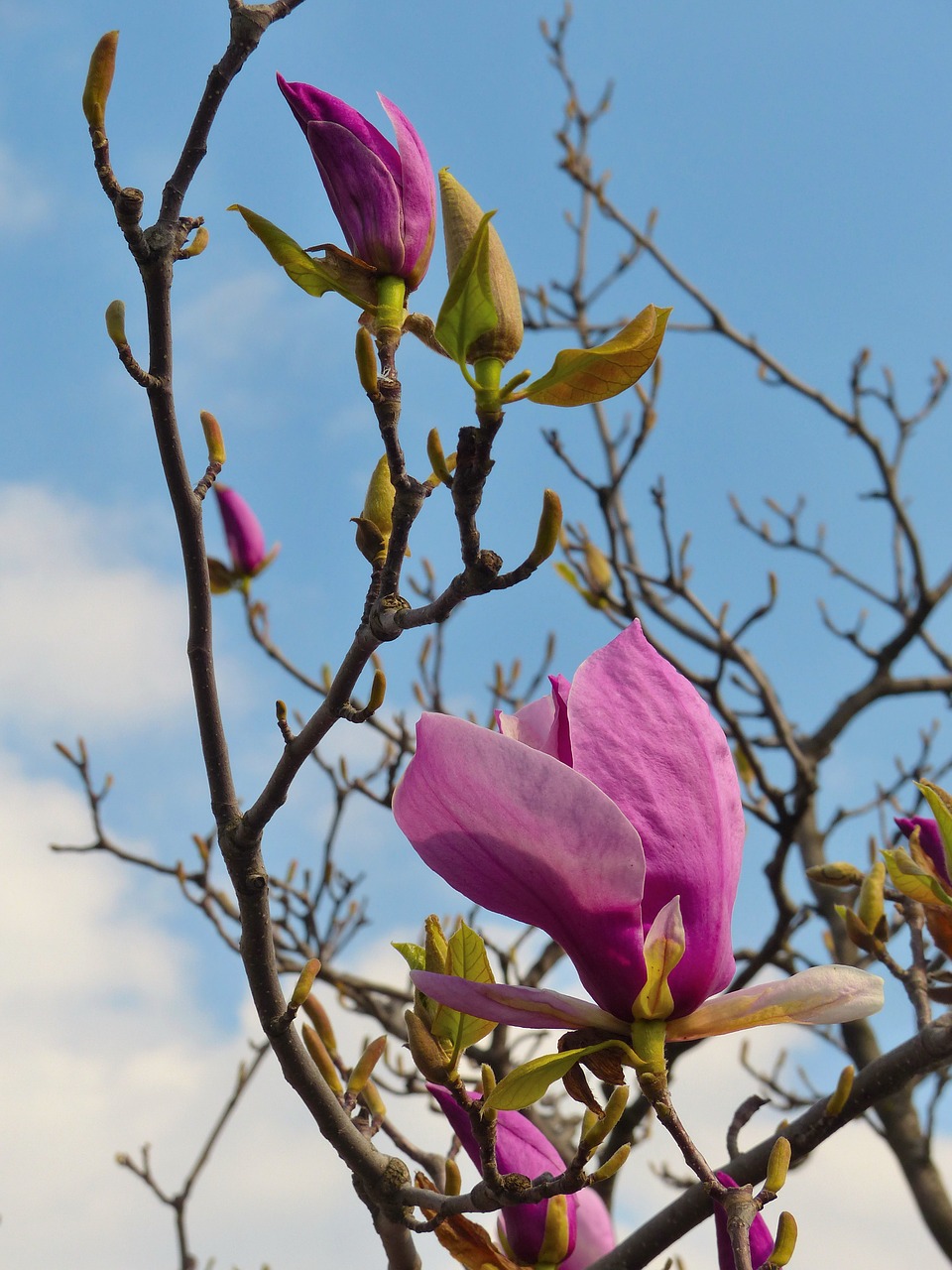 magnolia  pink magnolia  flower free photo