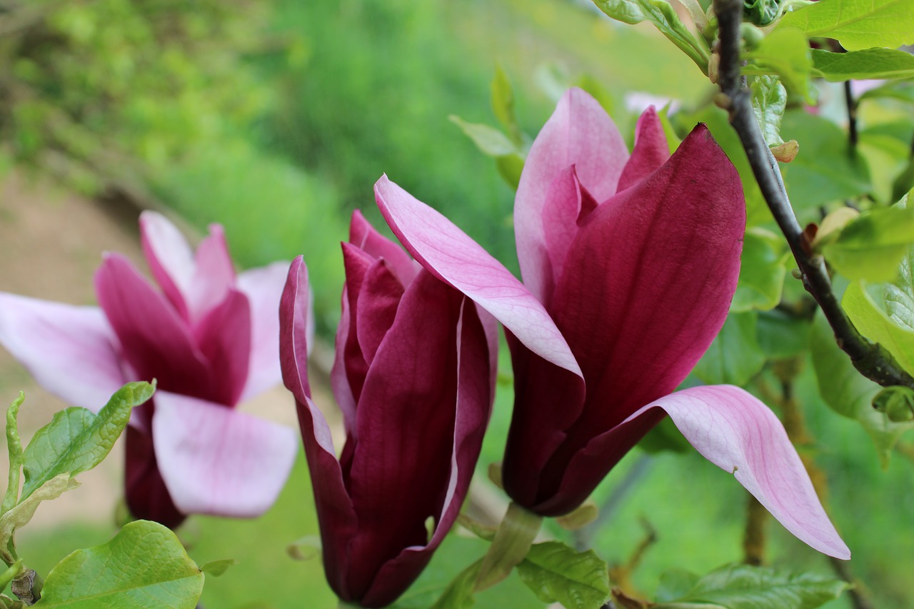 magnolia  pink  flowers free photo