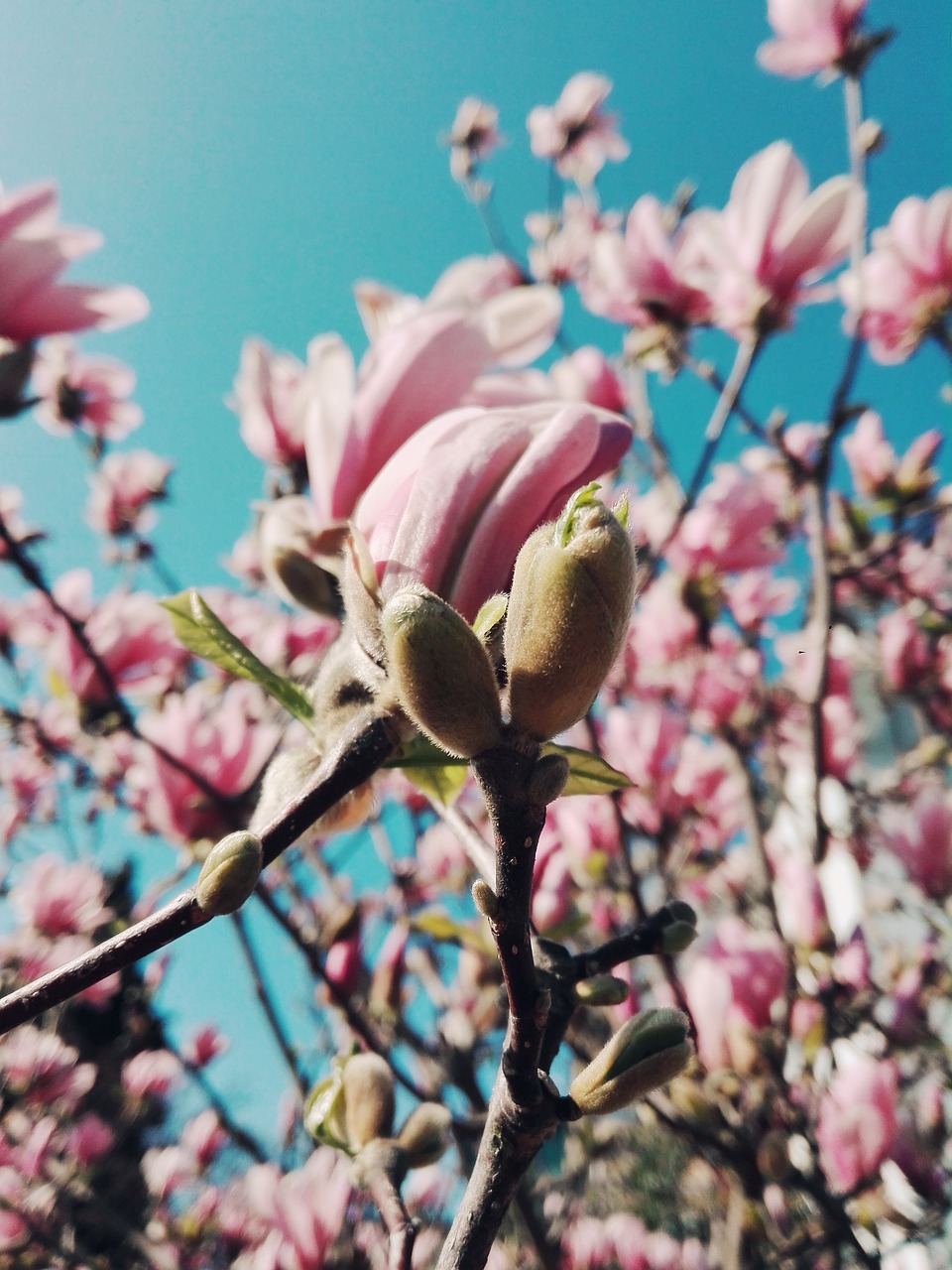 magnolia  bud  spring free photo