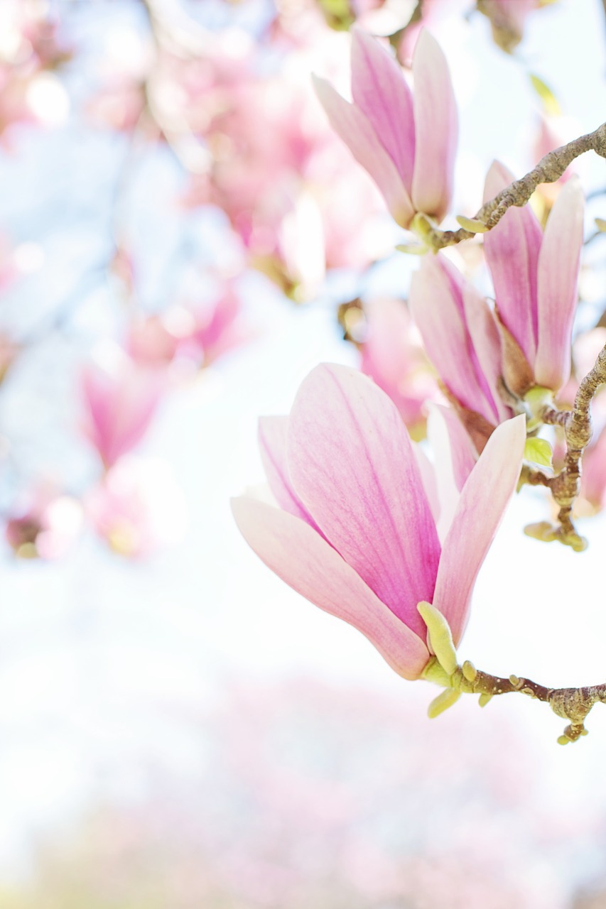 magnolia  blossoms  blooms free photo