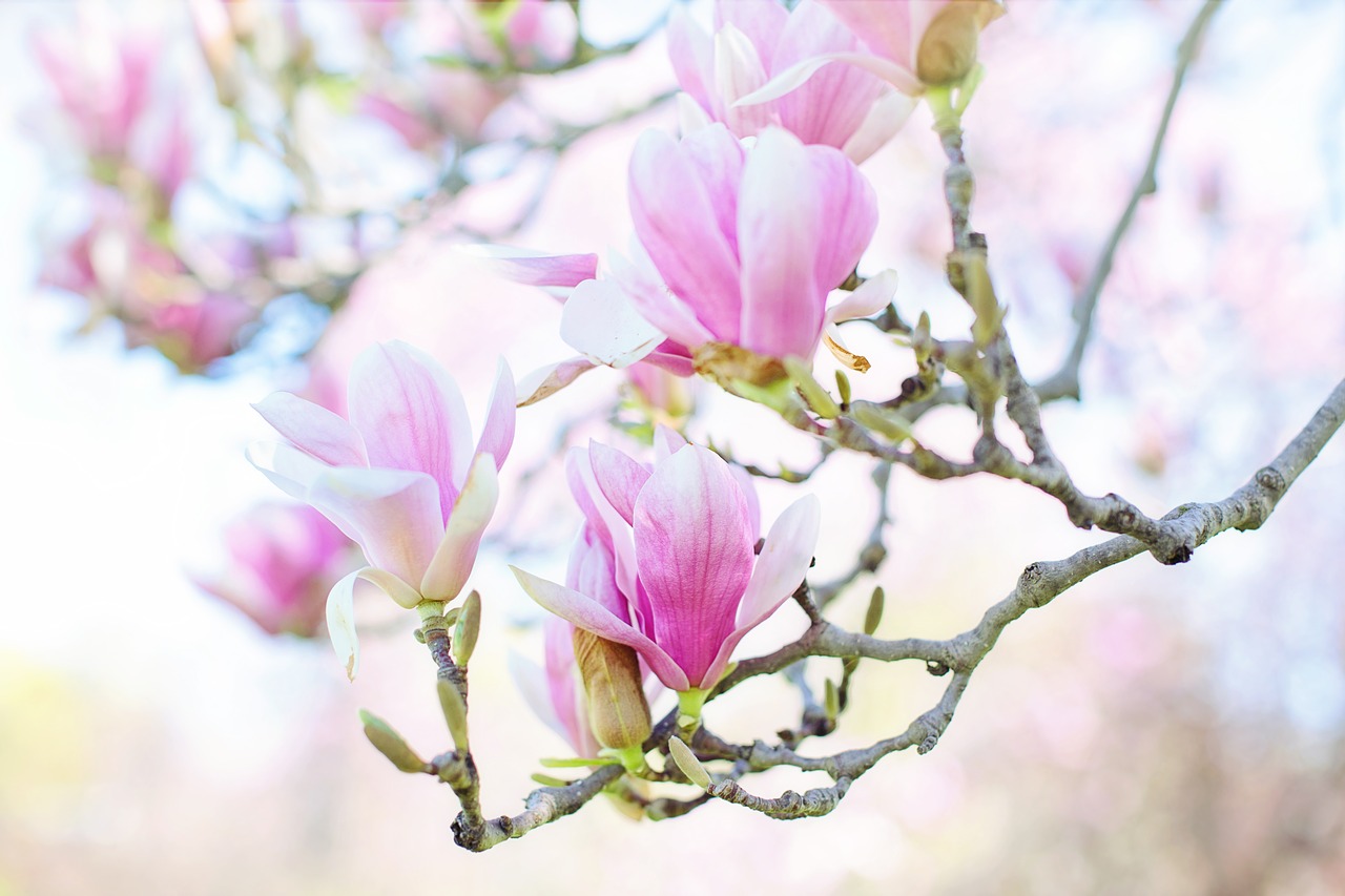 magnolia  blossoms  blooms free photo