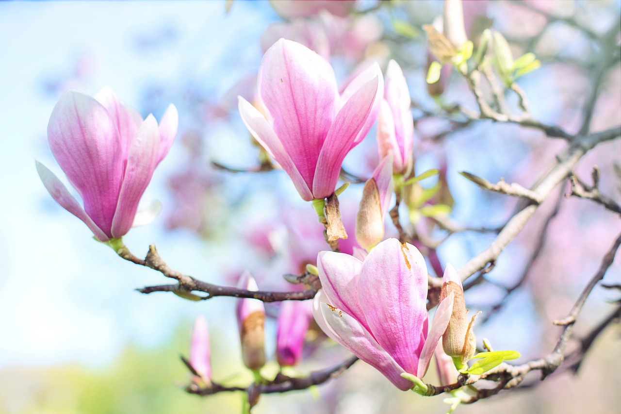 magnolia  blossoms  blooms free photo