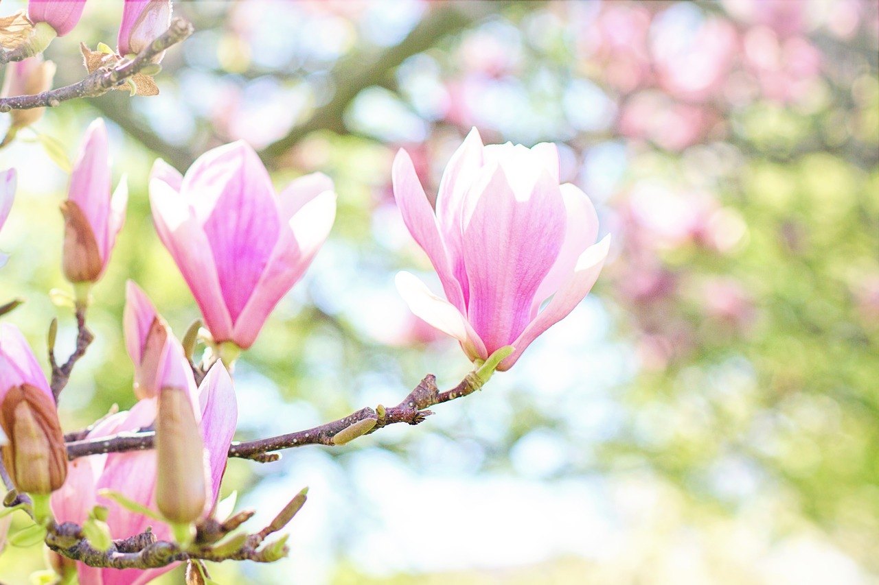 magnolia  blossoms  blooms free photo