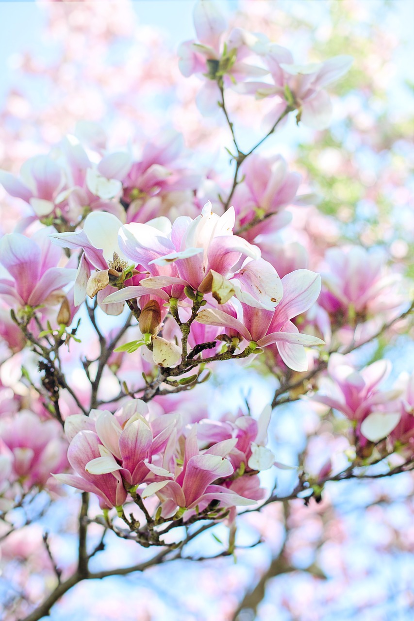 magnolia  blossoms  blooms free photo