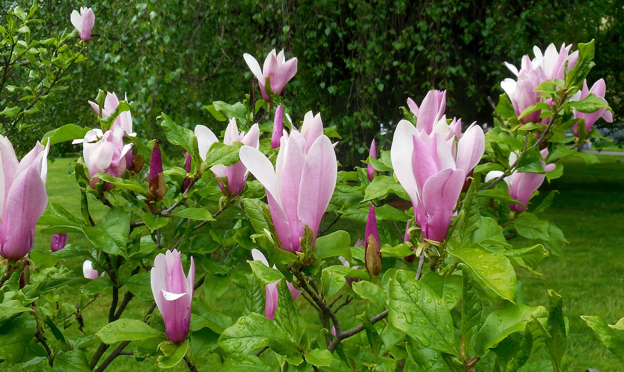 magnolia  flowers  spring free photo