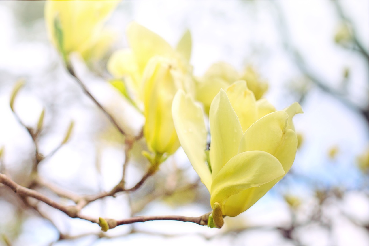 magnolia  tree  flowers free photo