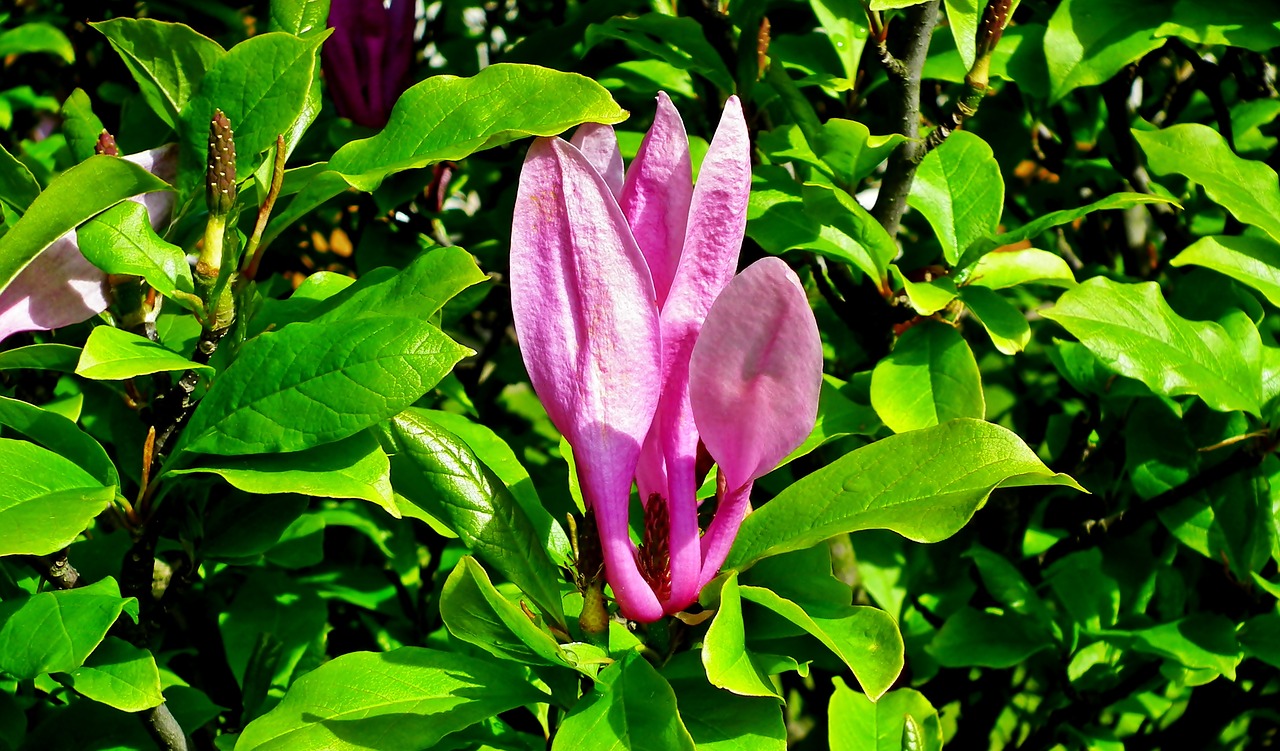 magnolia  flower  pink free photo