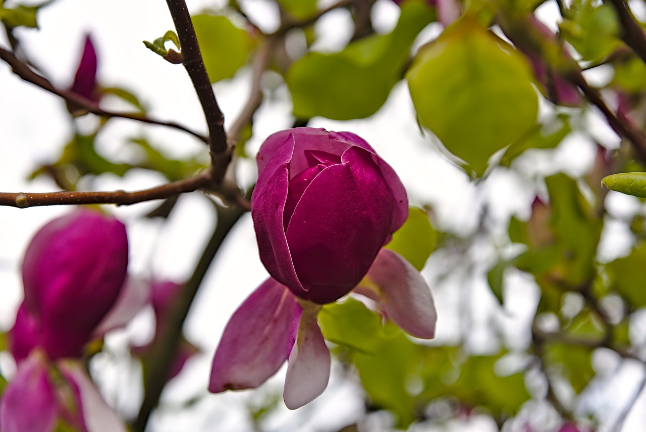 magnolia  blossom  bloom free photo