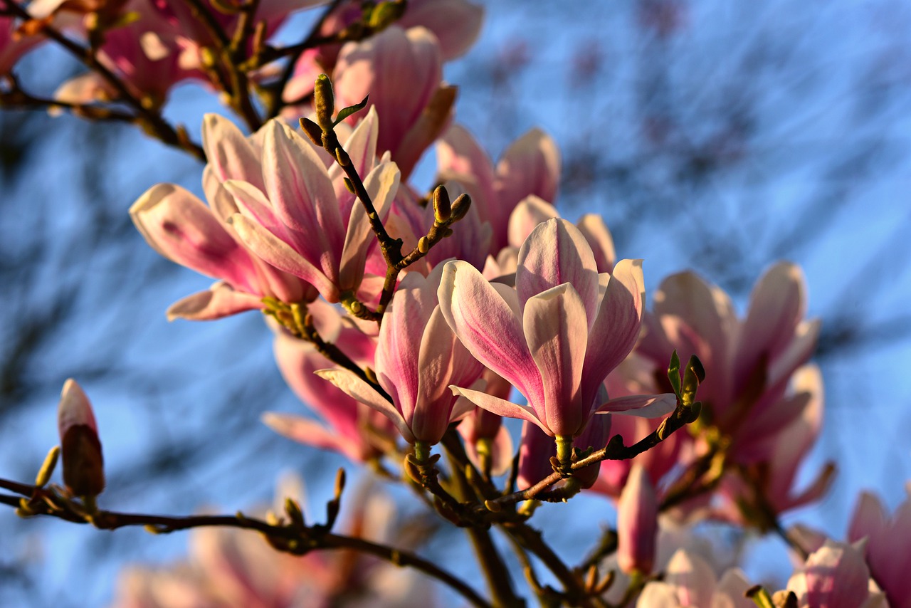 magnolia  flower  tree free photo