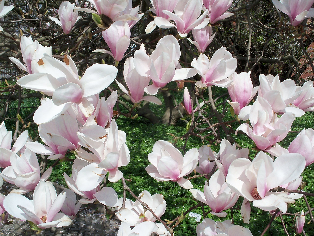 magnolia spring pink free photo