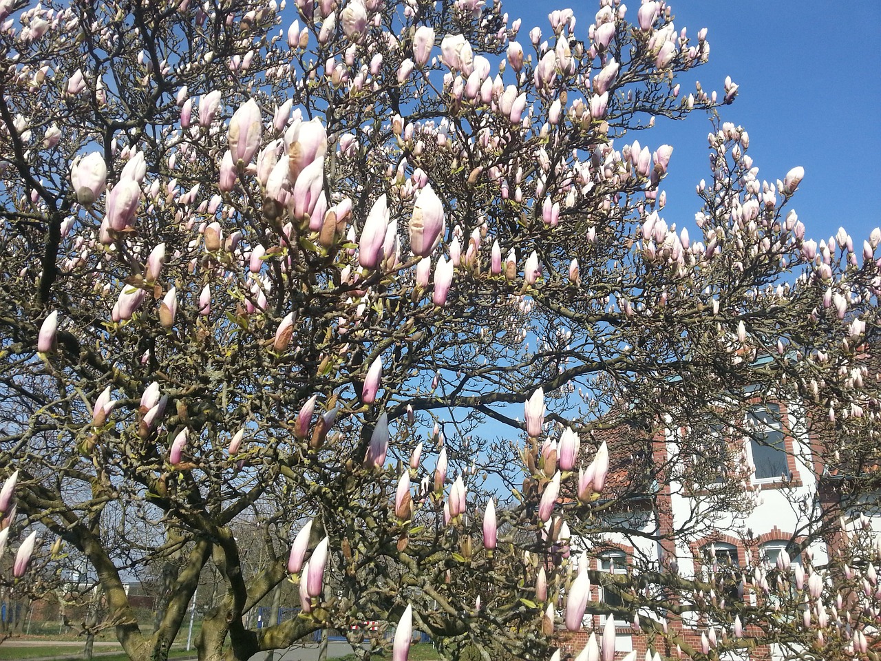 magnolia spring tree free photo