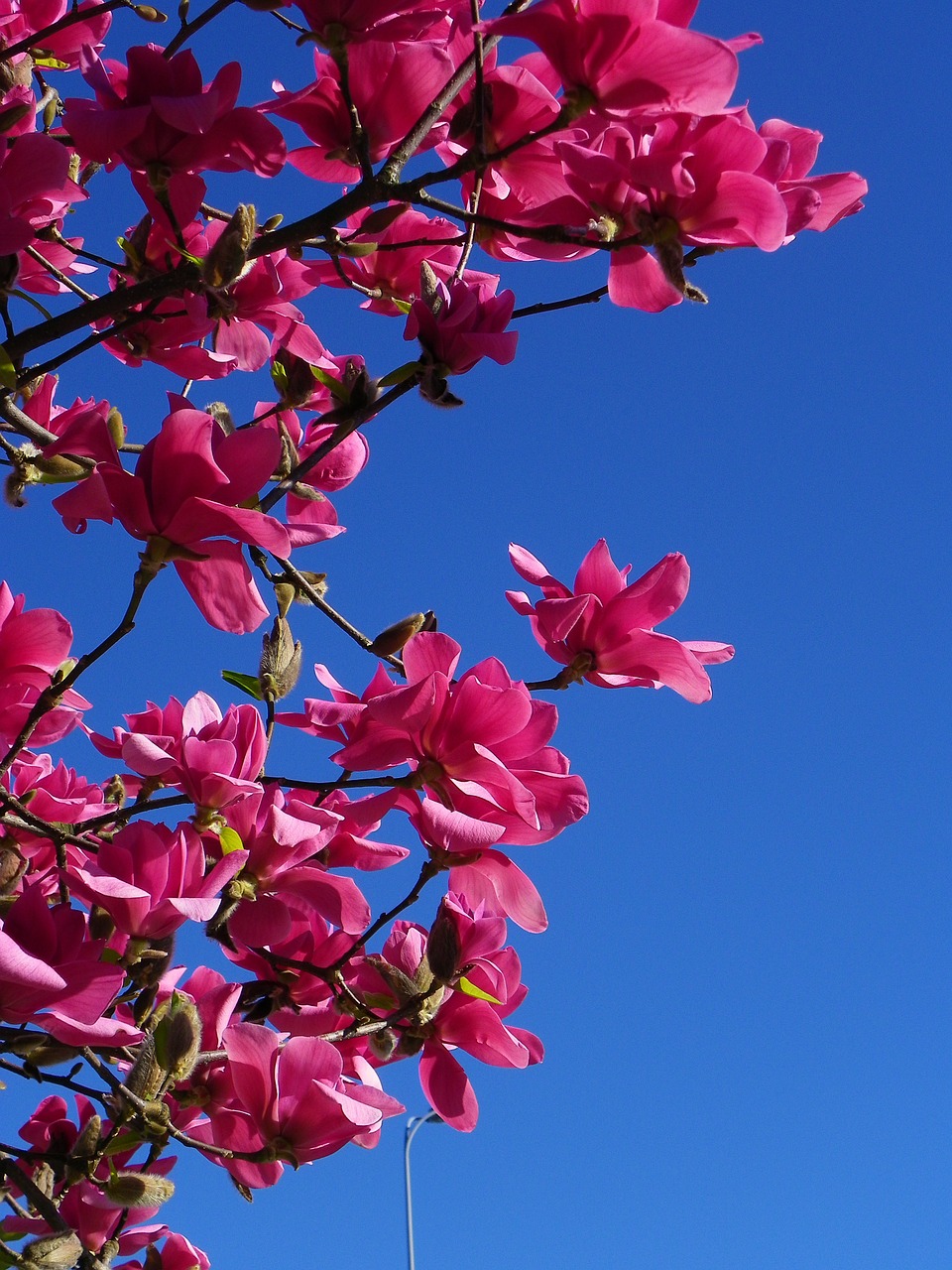 magnolia tree red tree free photo