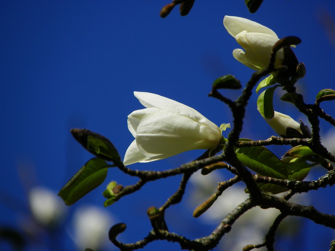 magnolia flower white free photo