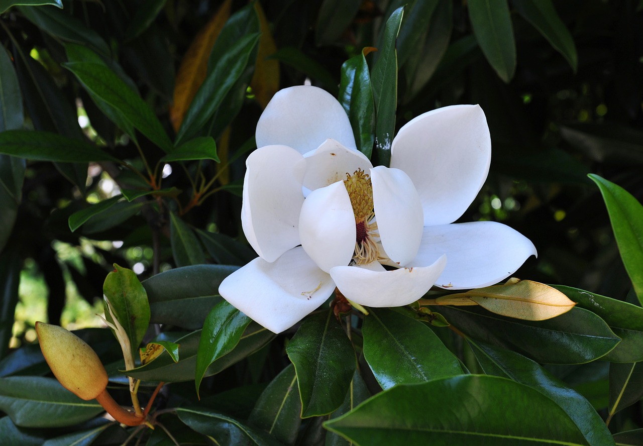 magnolia flowers spring free photo