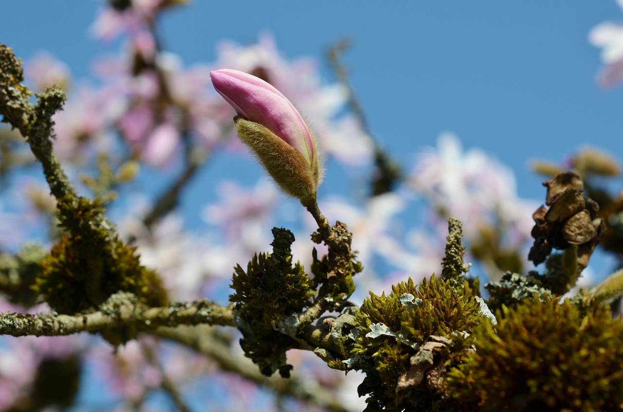 magnolia spring bud free photo