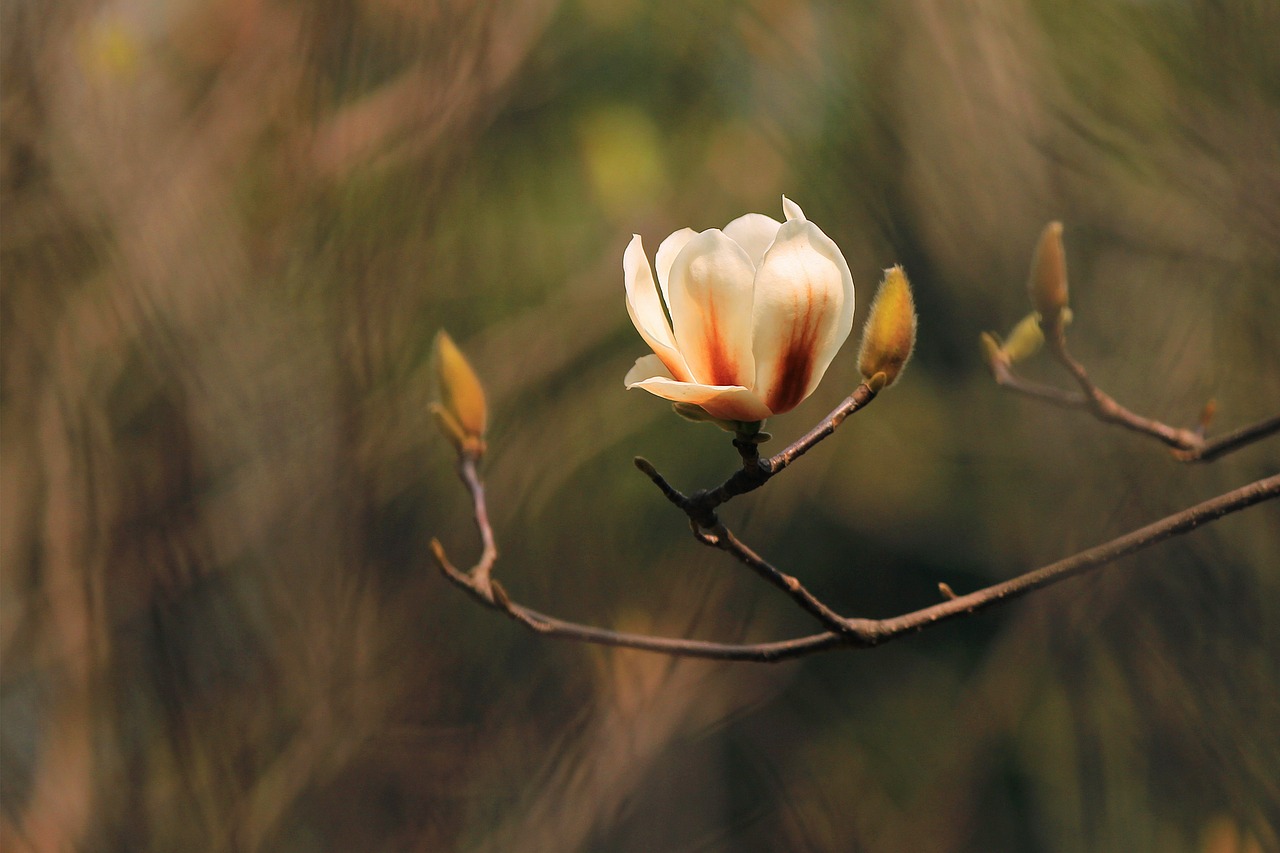 magnolia macro flowers free photo