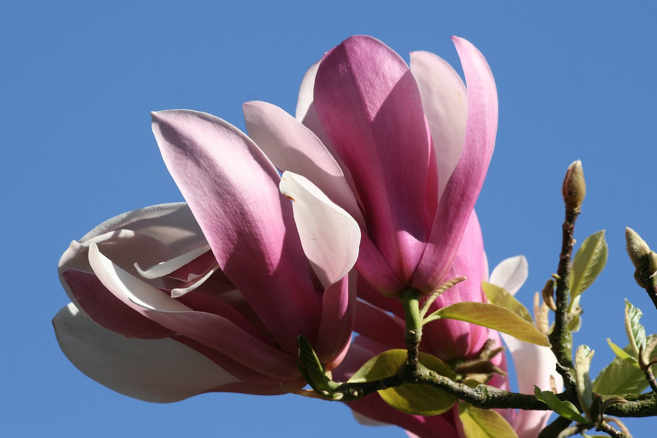 magnolia tree flower free photo