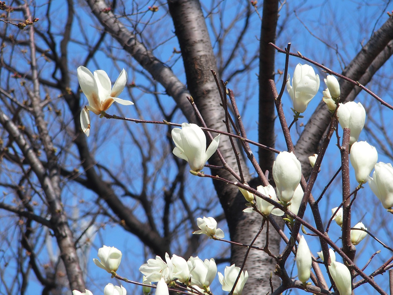 magnolia flowers wood free photo