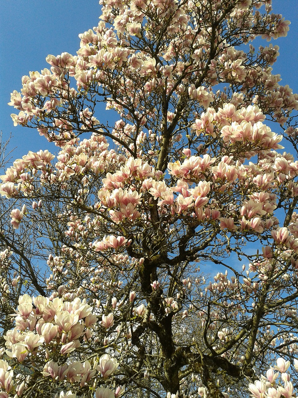 magnolia flower autumn free photo