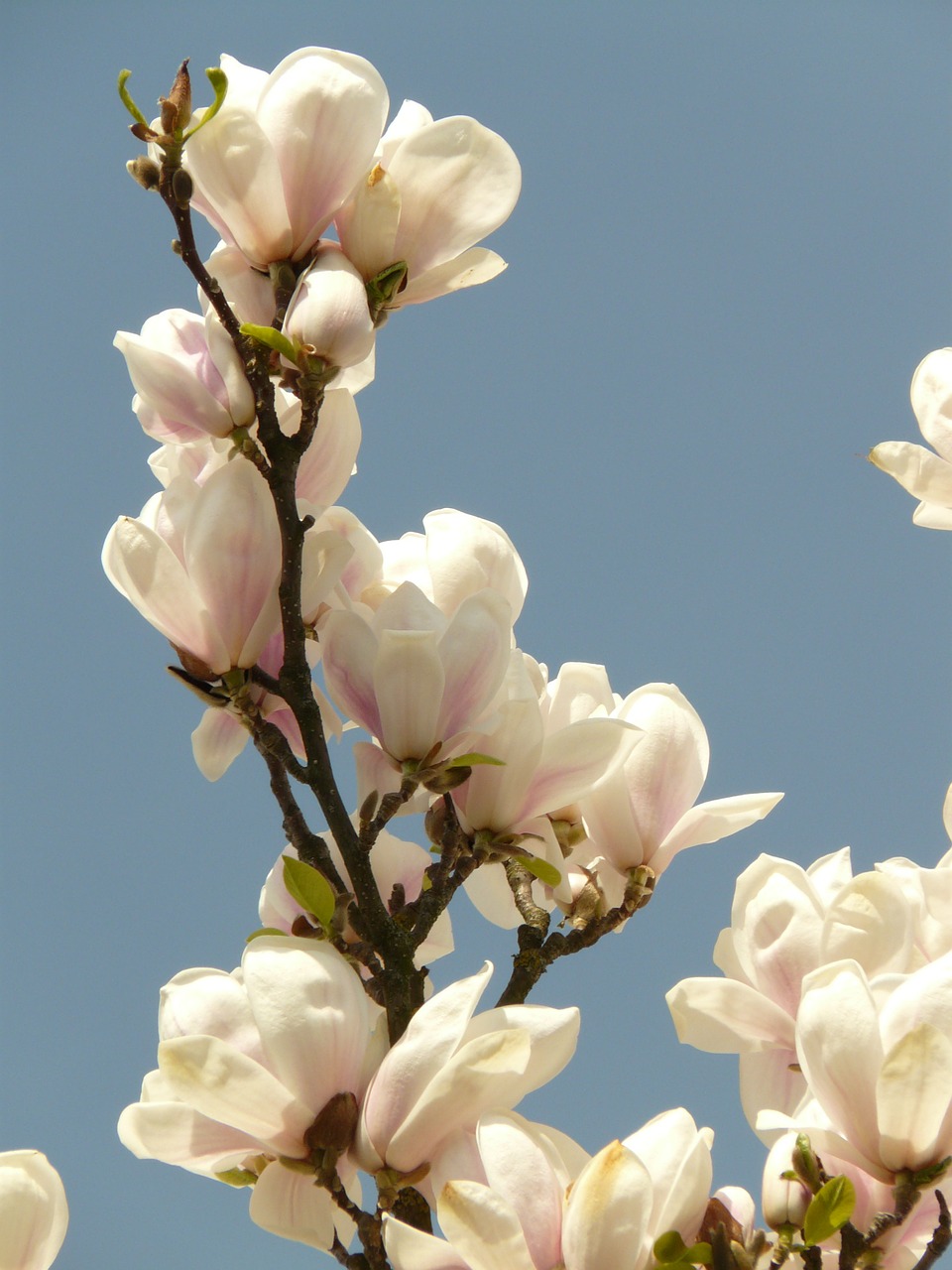 magnolia ornamental bush free photo