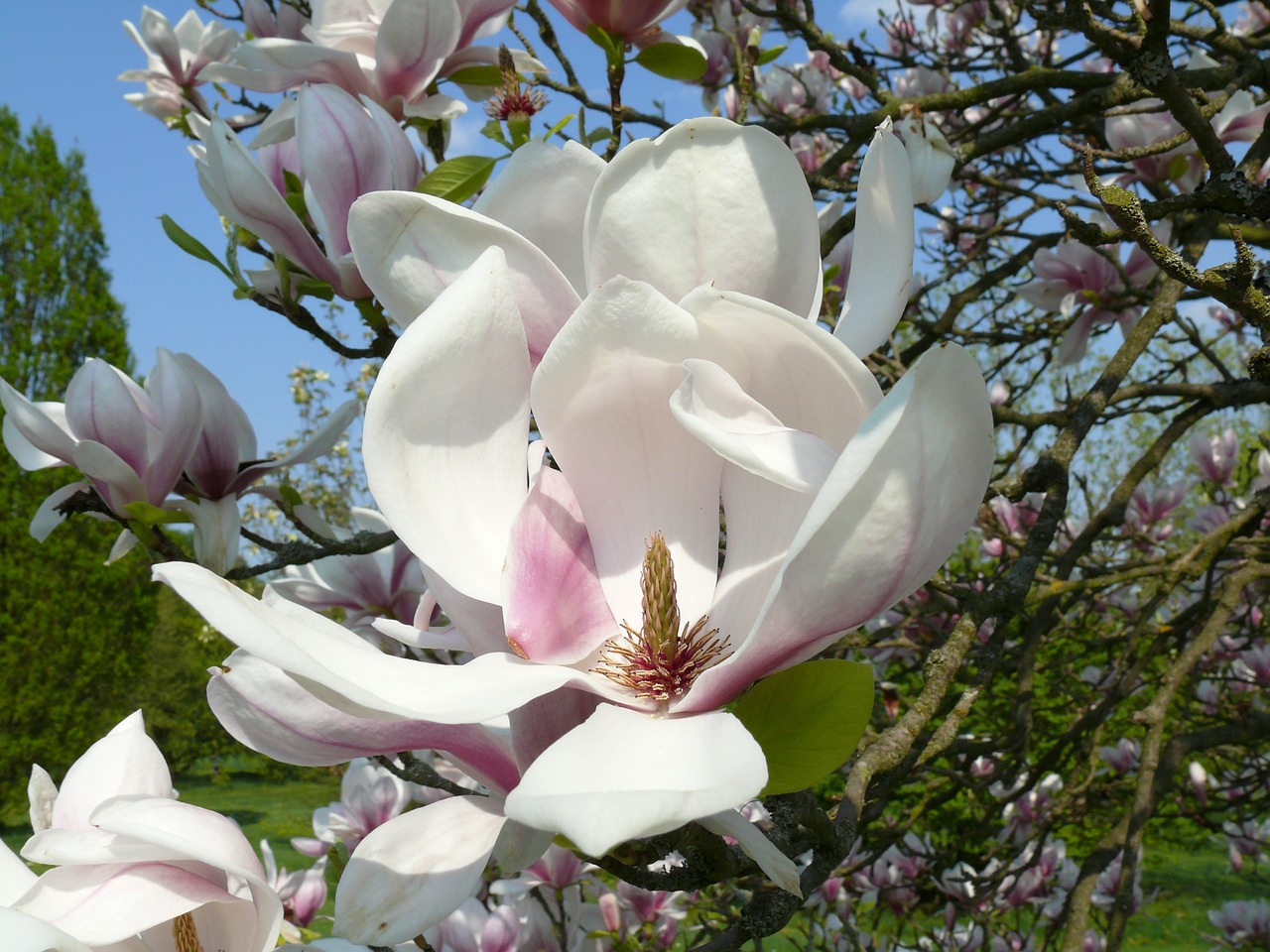magnolia spring blossom free photo