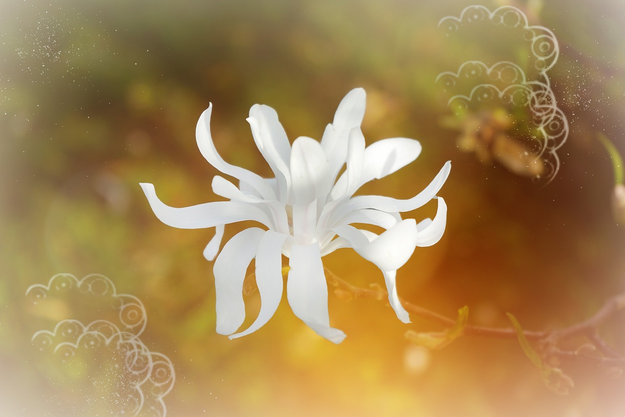 magnolia white blossom free photo
