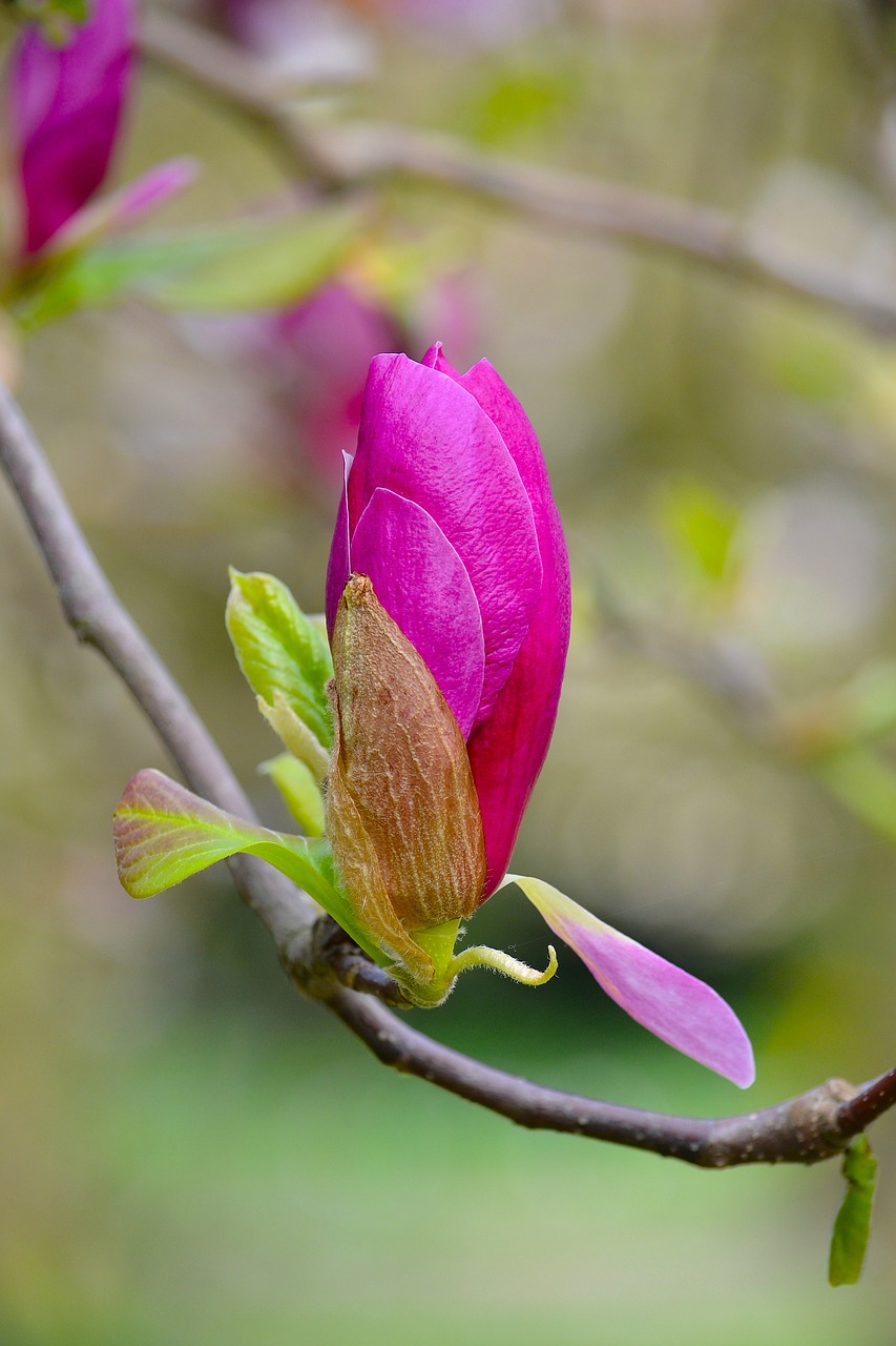 magnolia blossom bloom free photo