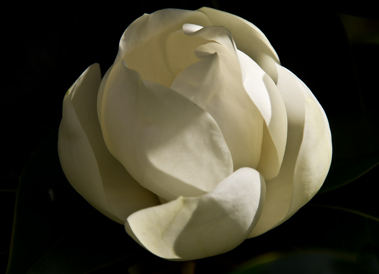 magnolia flower bloom free photo