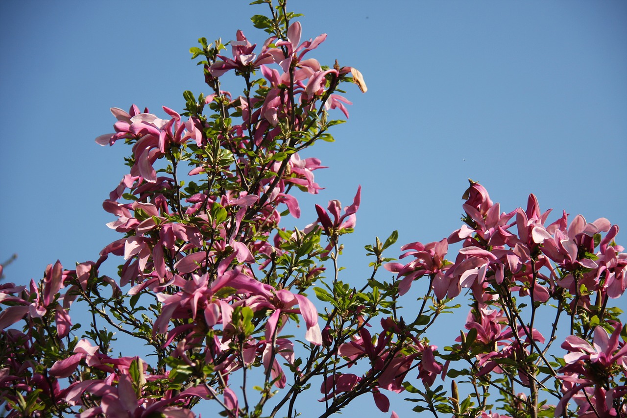 magnolia flower nature free photo