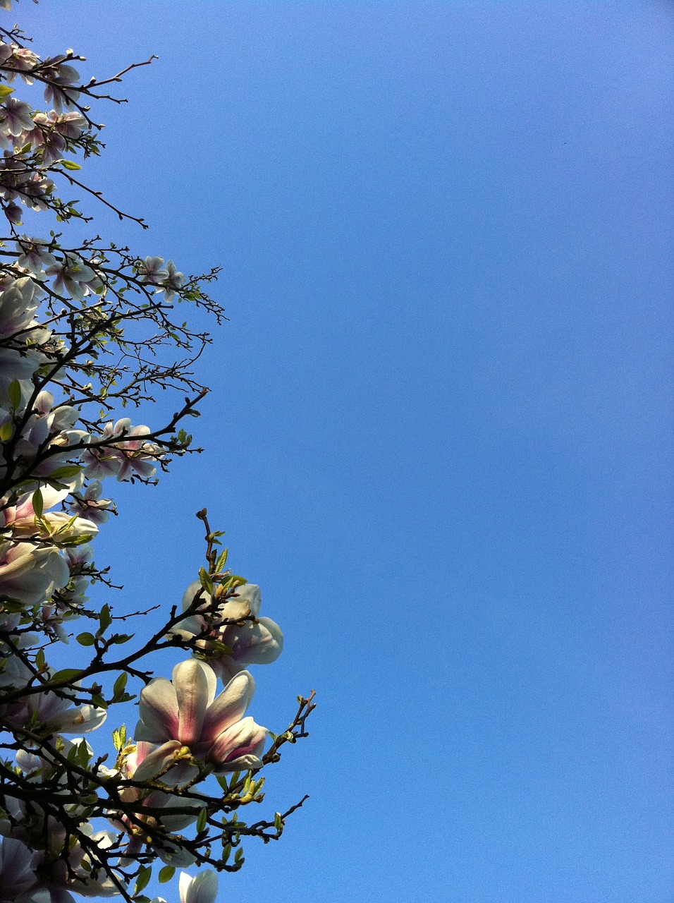 magnolia blue sky bloom free photo