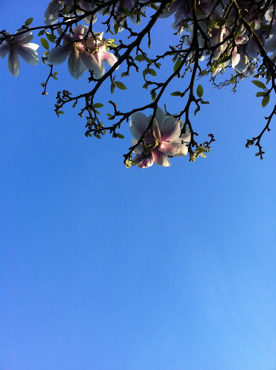 magnolia blue sky bloom free photo