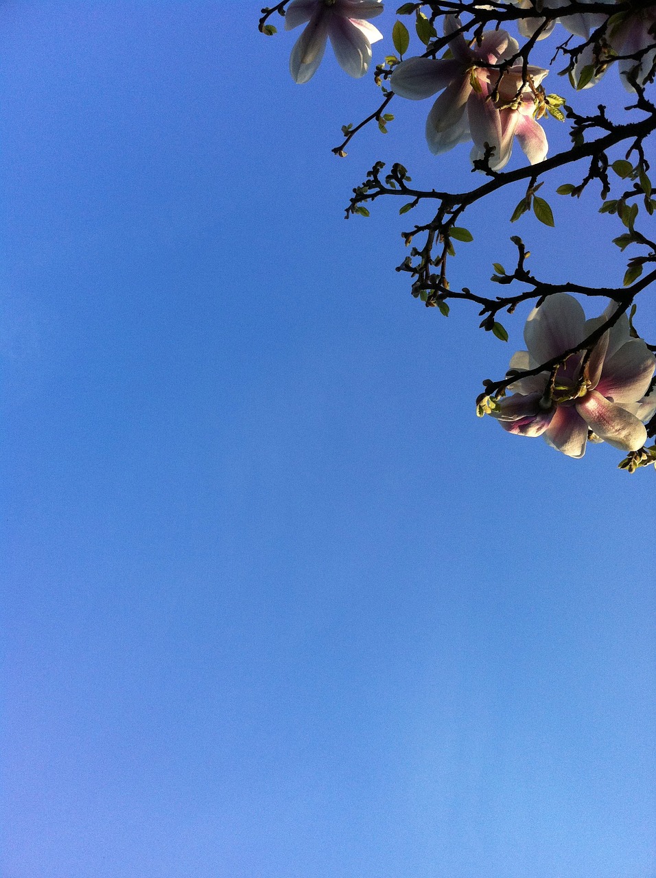 magnolia blue sky bloom free photo