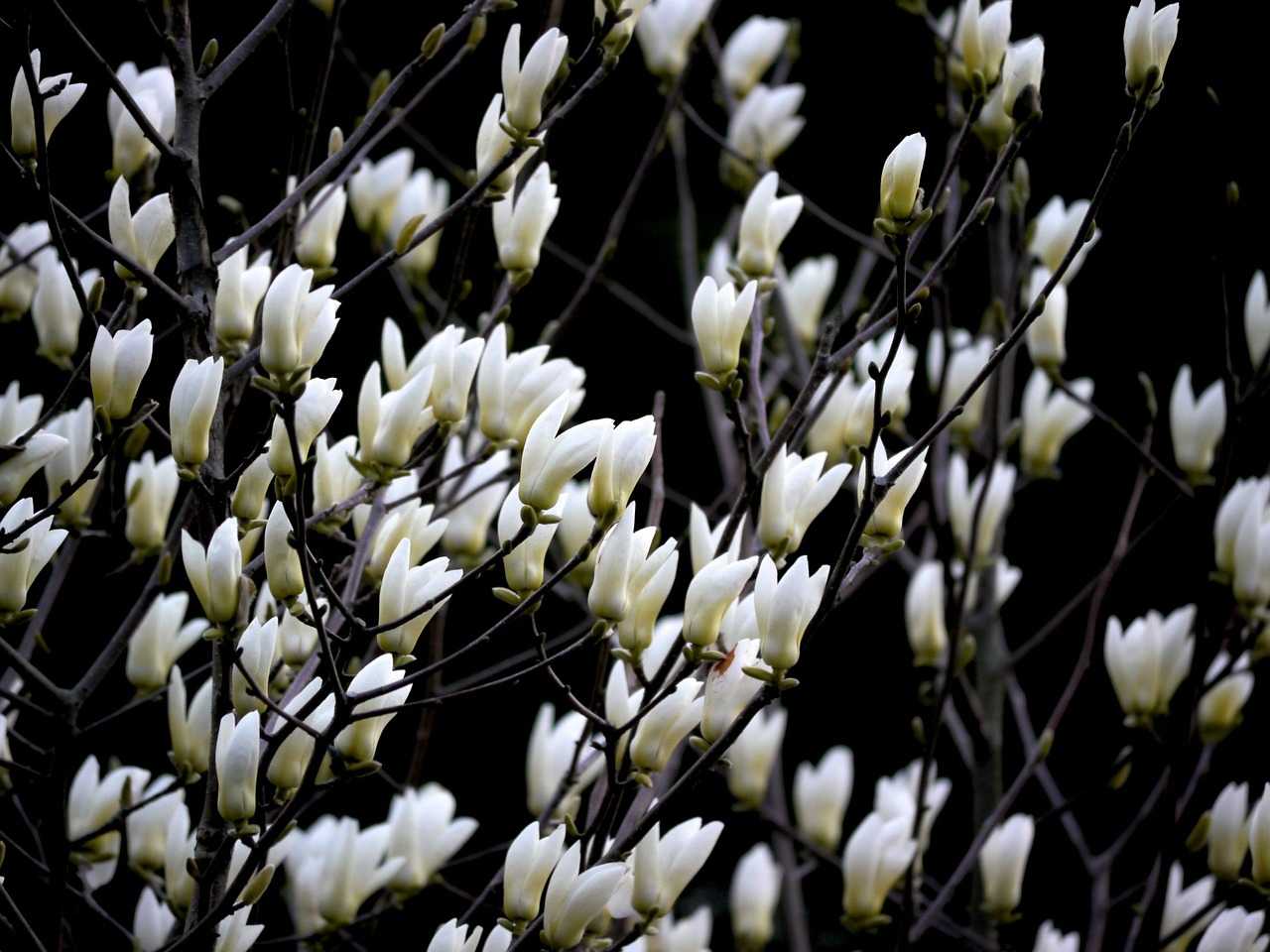 magnolia white flowers free photo