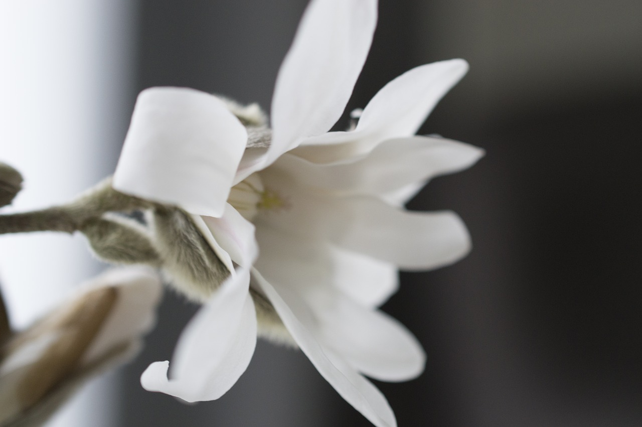 magnolia flower button free photo