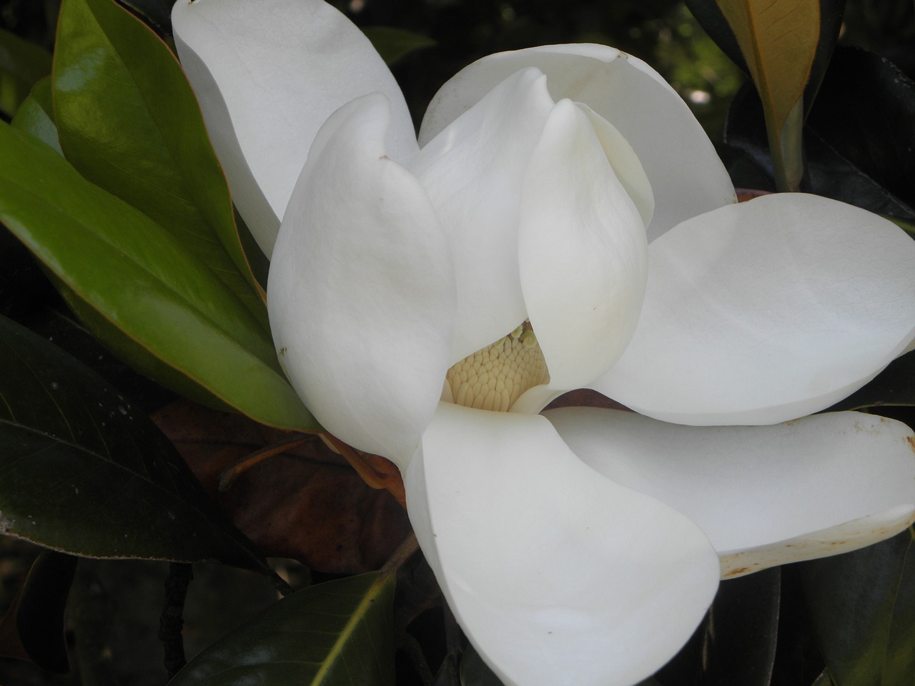 magnolia flower nature free photo