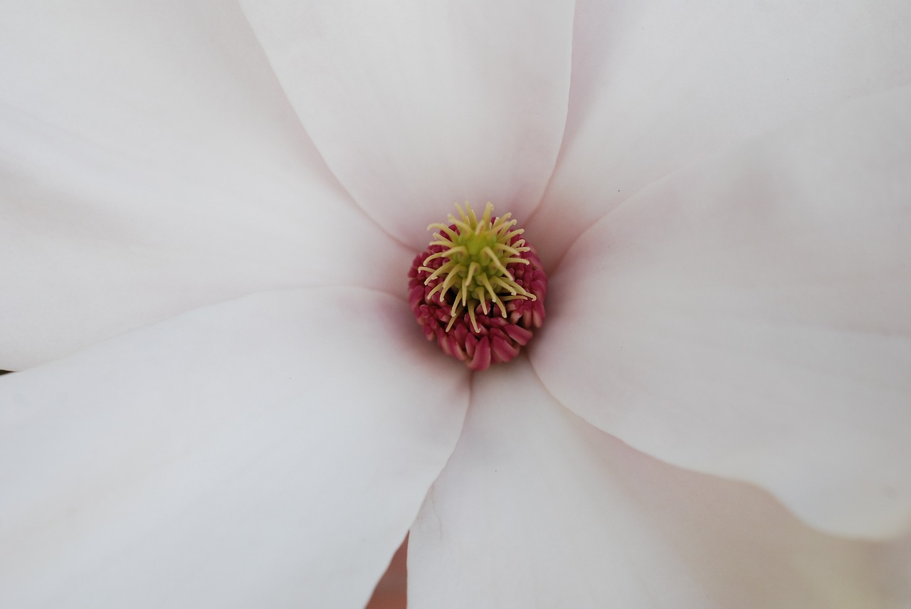 magnolia flower flower calyx free photo