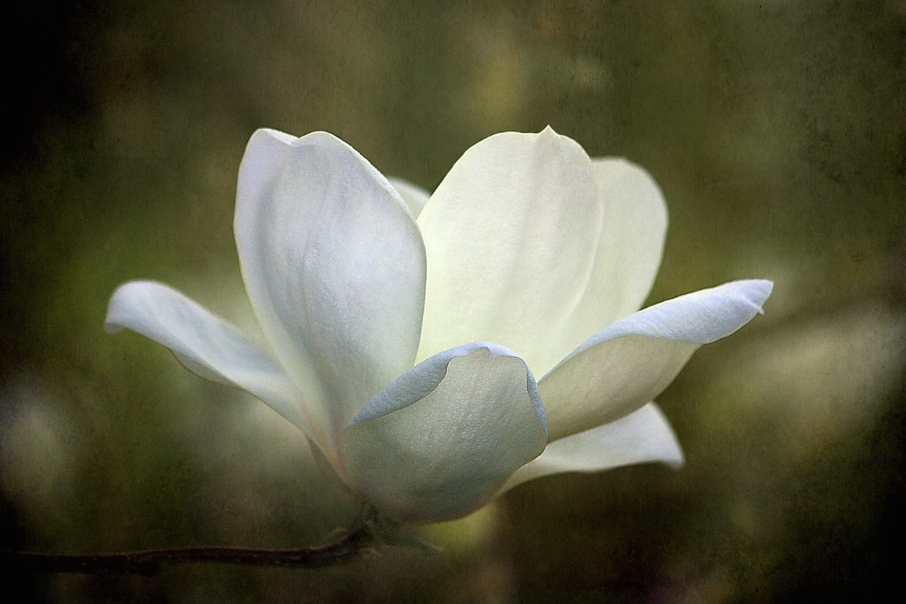 magnolia flower texture free photo