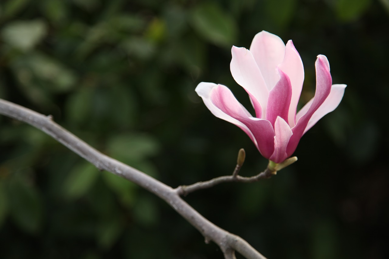magnolia magnolia flower flowers free photo